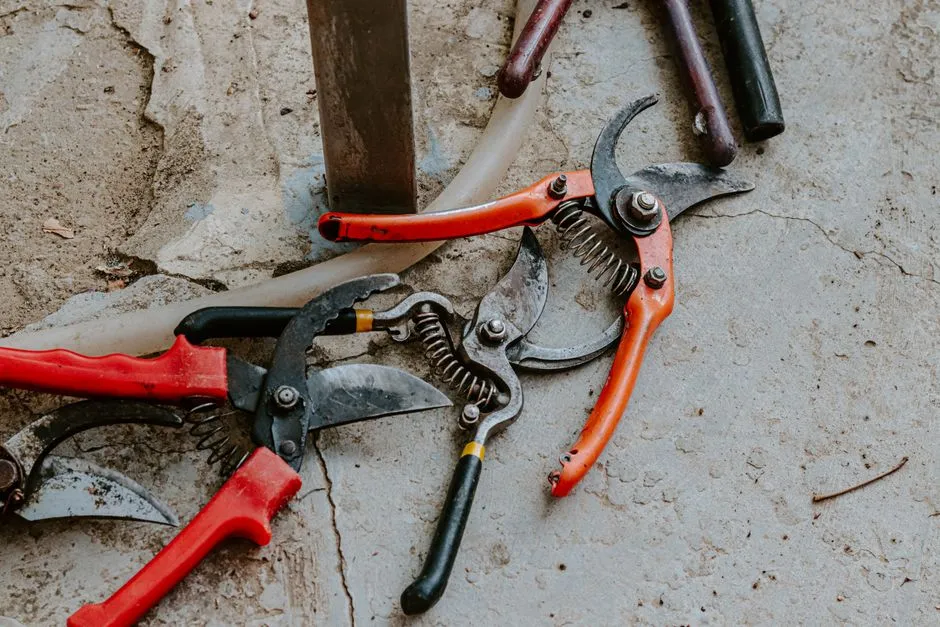 2. Learning to Prune Properly Instead of Hacking and Hoping (Image Credits: Pexels)