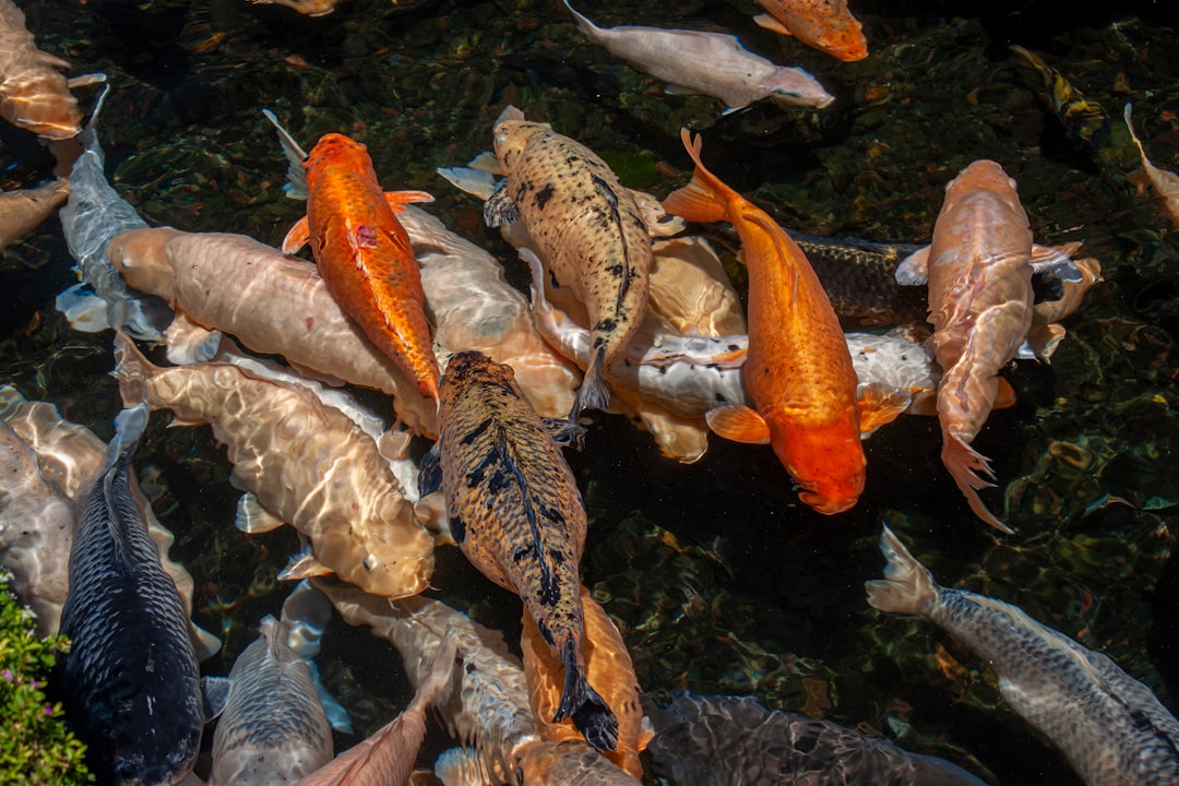 Surface Fish Face the Greatest Risk (Image Credits: Unsplash)