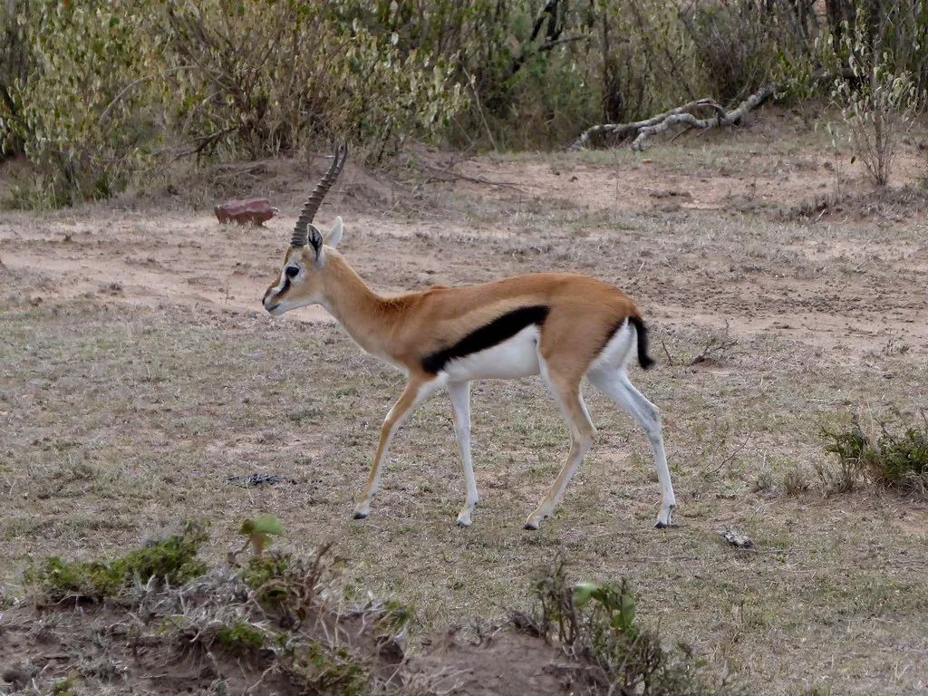 Thomson's Gazelle in Open Terrain (Regina Hart, Flickr, CC BY 2.0)