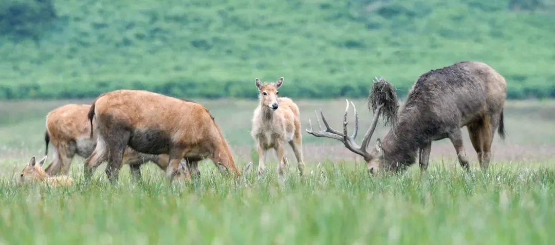Alaska: The Last Frontier's Wild Abundance (Image Credits: Unsplash)