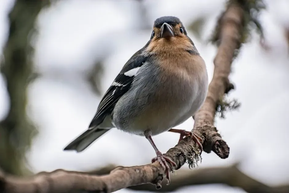 #9 - Chaffinch: The Song That Used to Define Spring (Image Credits: Pexels)