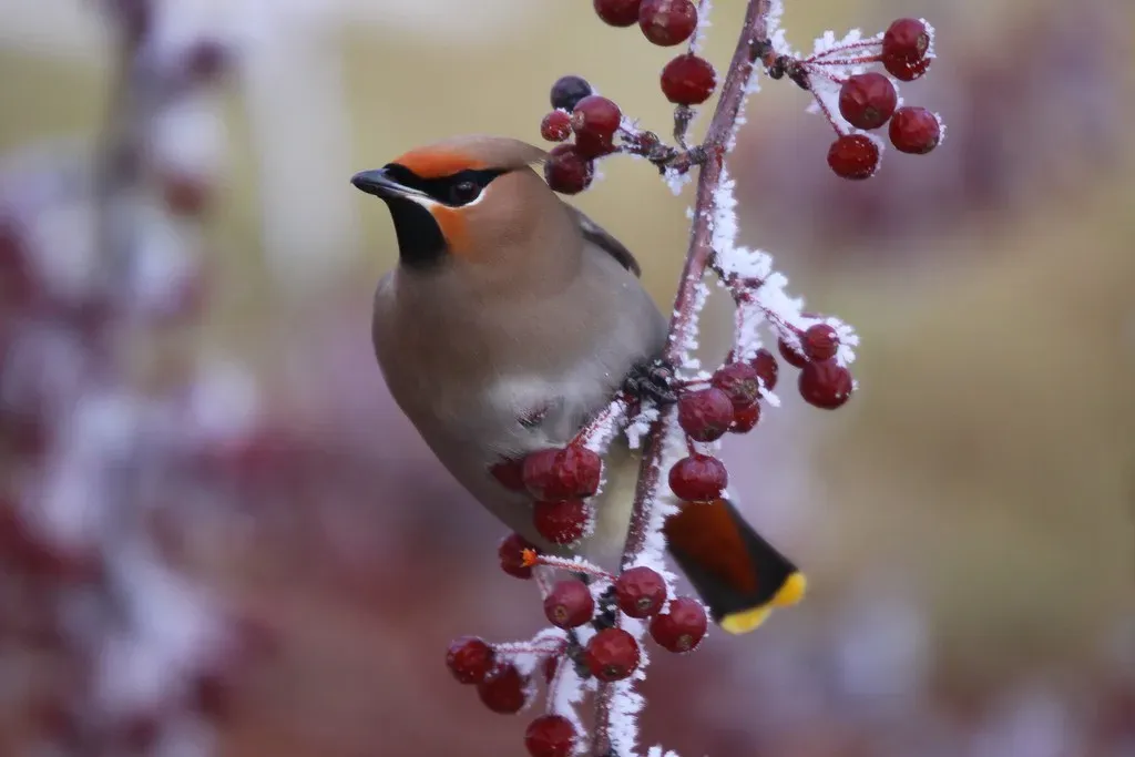 The Bohemian Waxwing: When the Berries Run Out (perensovichk, Flickr, CC BY-SA 2.0)