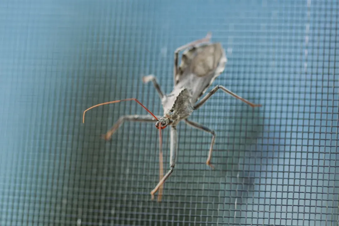 #7: The Assassin Bug - Armed with a Toxic Syringe (Image Credits: Unsplash)