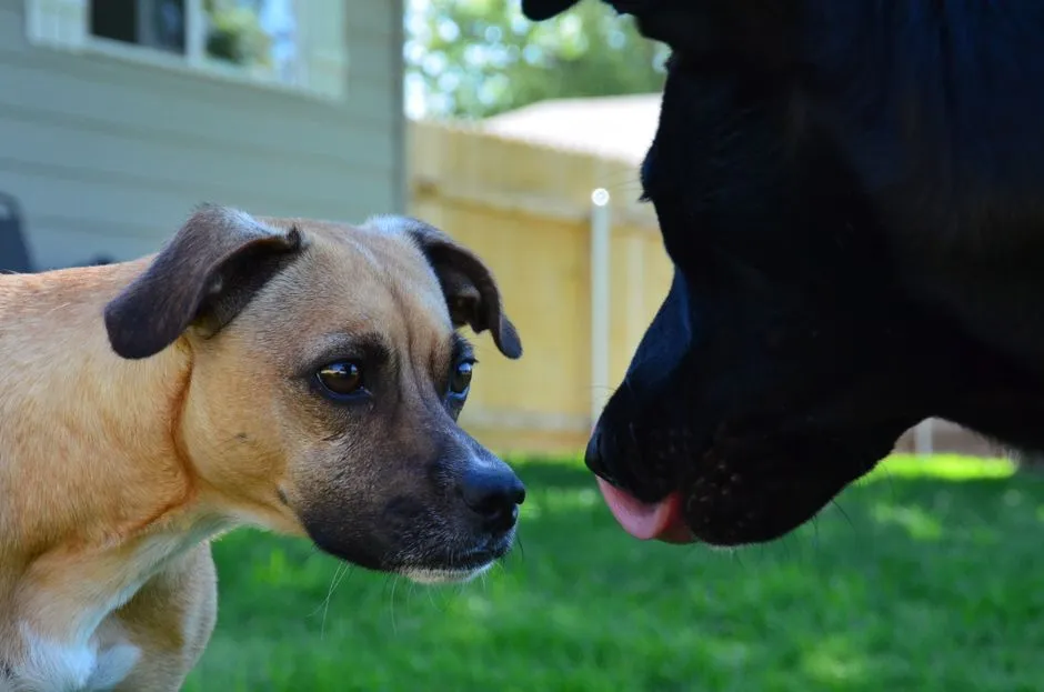 #12 - They'd Actually Rather Look at Another Dog's Face (Image Credits: Pexels)