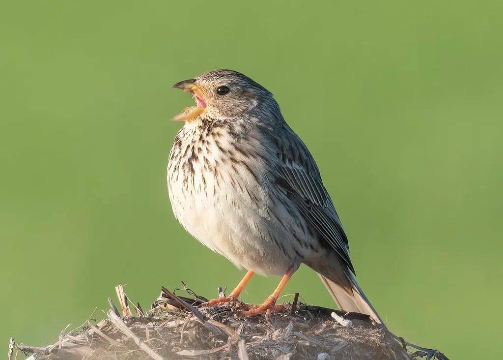 Variations Across Species (cazalegg, Flickr, CC BY 2.0)