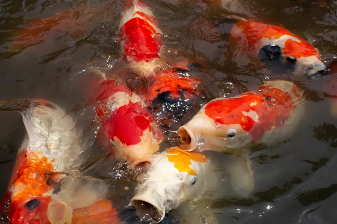 5. Koi Fish: The Pond Dwellers That Defy Expectations (Image Credits: Unsplash)