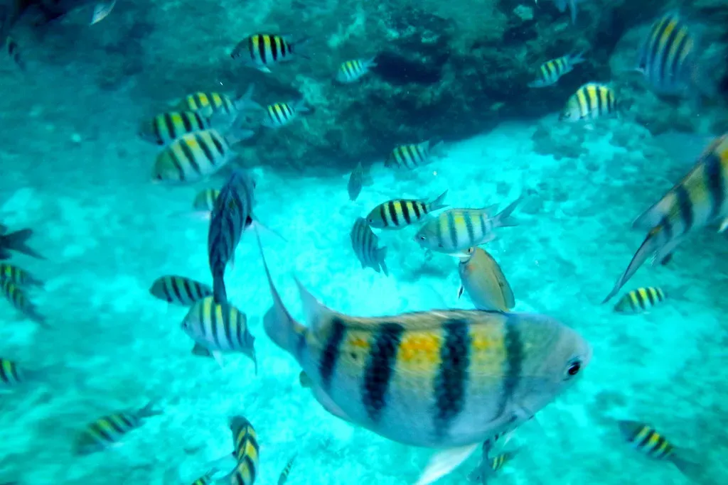 Conclusion: The Fish in the Room We Keep Ignoring (Lawrie83, Flickr, CC BY 2.0)