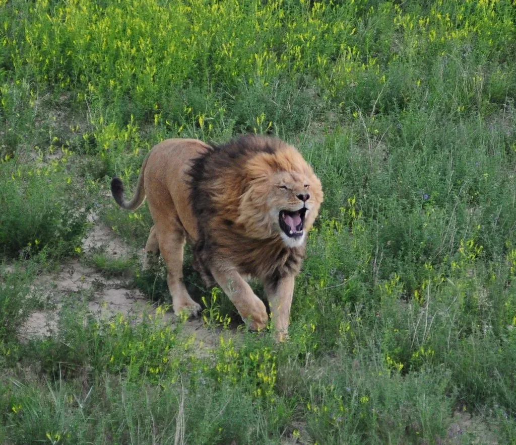 The Wild Animal Sanctuary, Colorado (Image Credits: Flickr)
