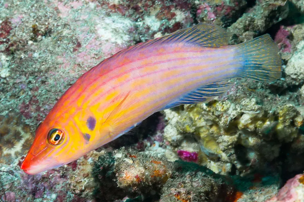 6. Wrasses: The Colorful Masters of Transformation (Image Credits: Flickr)