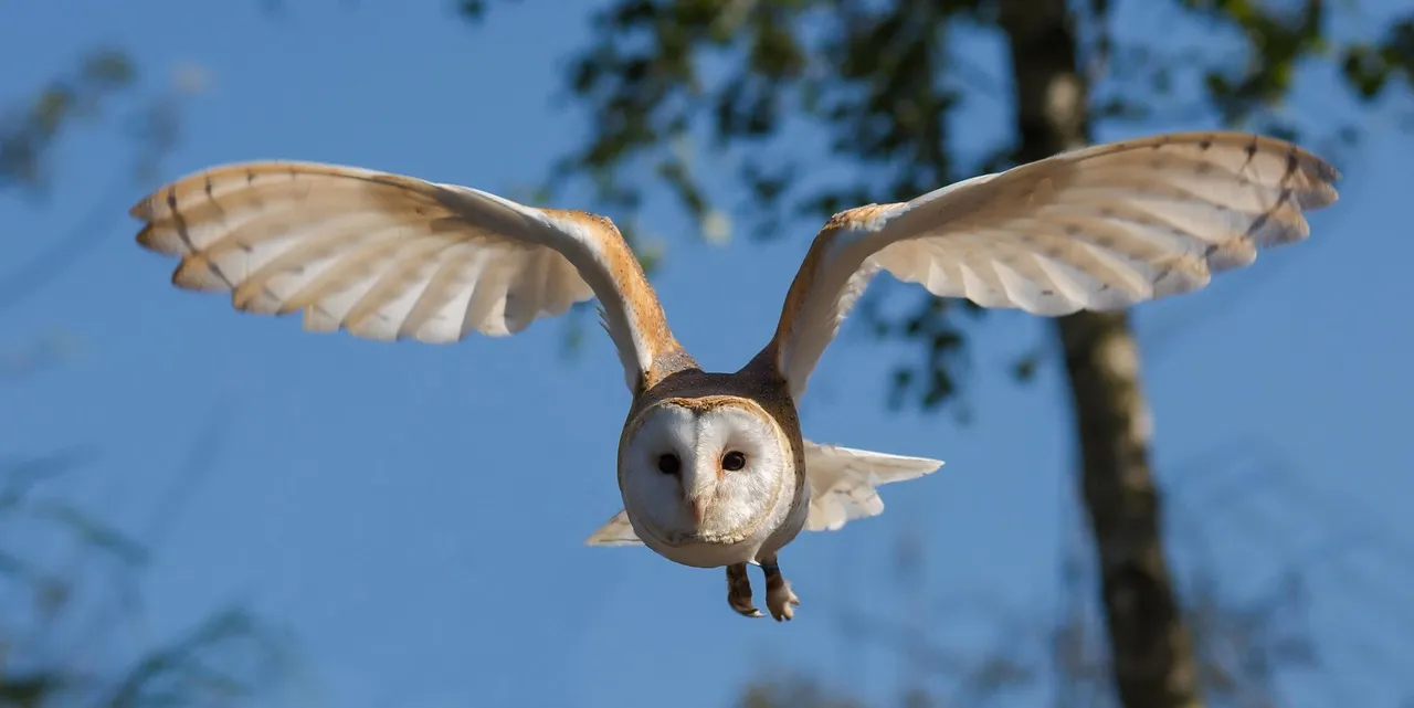 Conclusion: Why Specialization Beats Speed in the Long Run (Image Credits: Pixabay)
