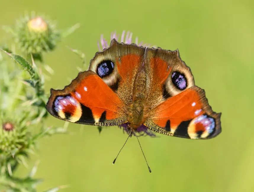 10. Deceptive Displays: False Eyes and Broken Wings (Image Credits: Pexels)