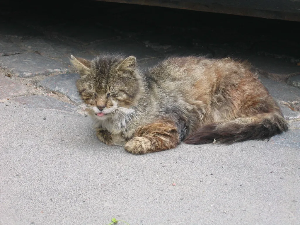 #8 - The Food-Motivated Cat Who Suddenly Isn't (wwhyte1968, Flickr, CC BY-SA 2.0)