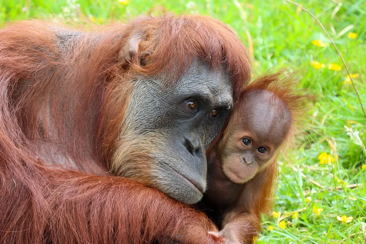 4. Orangutans: The Longest Childhood in the Animal Kingdom (Image Credits: Pixabay)