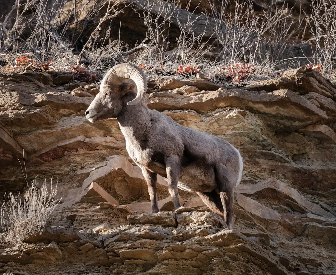 Aries: The Bighorn Sheep (Image Credits: Unsplash)