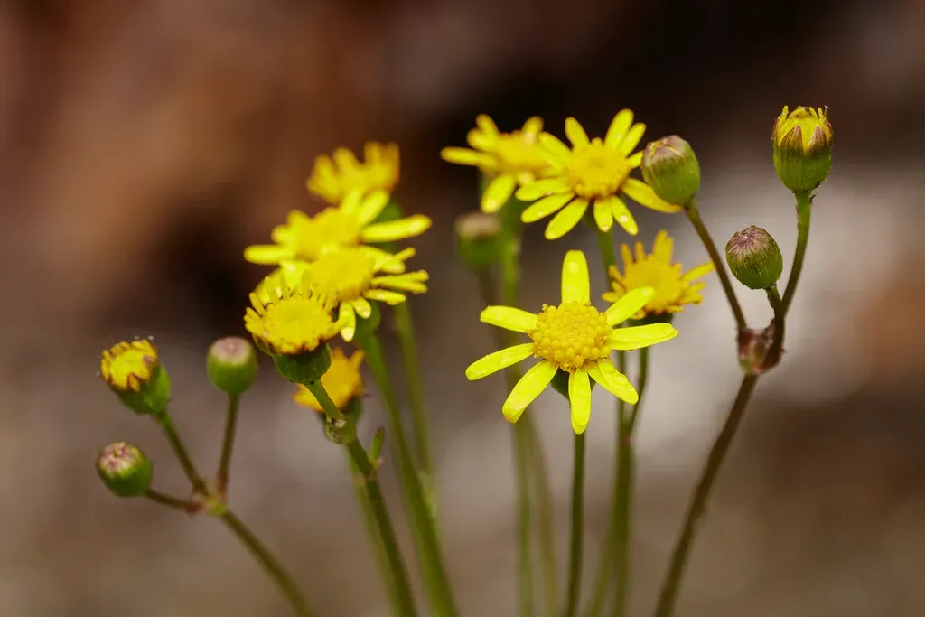 #1 - Golden Ragwort (Packera aurea): The Shade-Crushing Native That Most Gardeners Have Never Heard Of (Image Credits: Flickr)
