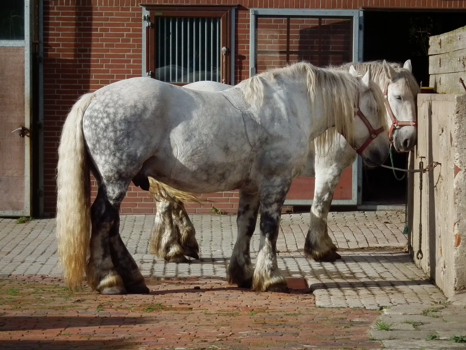 #10 - Percherons (By 4028mdk09, CC BY-SA 3.0)