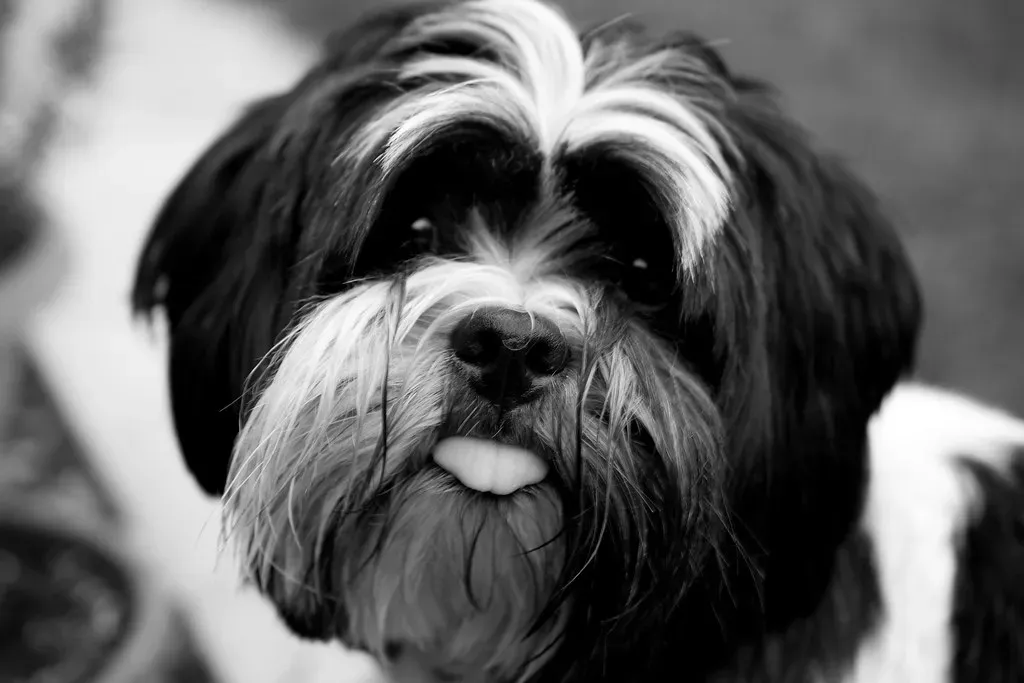 #13. Lhasa Apso (peachesh, Flickr, CC BY 2.0)