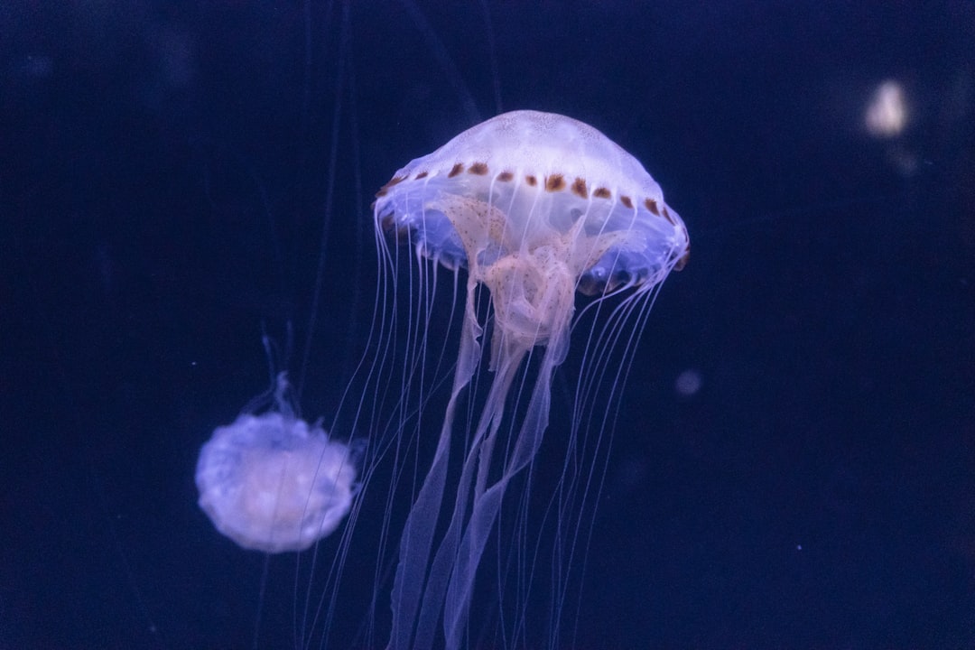 The Immortal Jellyfish Reversing Aging (Image Credits: Unsplash)