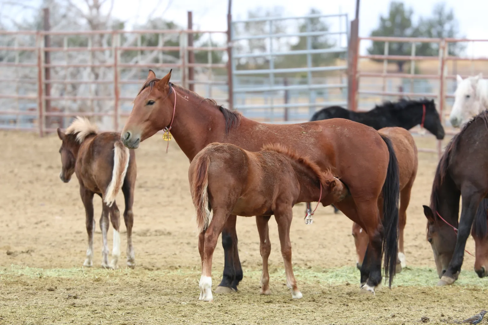 #12 - Body Language Shifts to Relaxed Postures (Oregon's Wild Horse Corral Facility, Public domain)