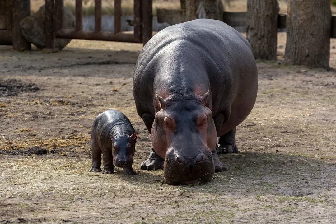#2 - Hippos That Defy Every Expectation (Image Credits: Unsplash)