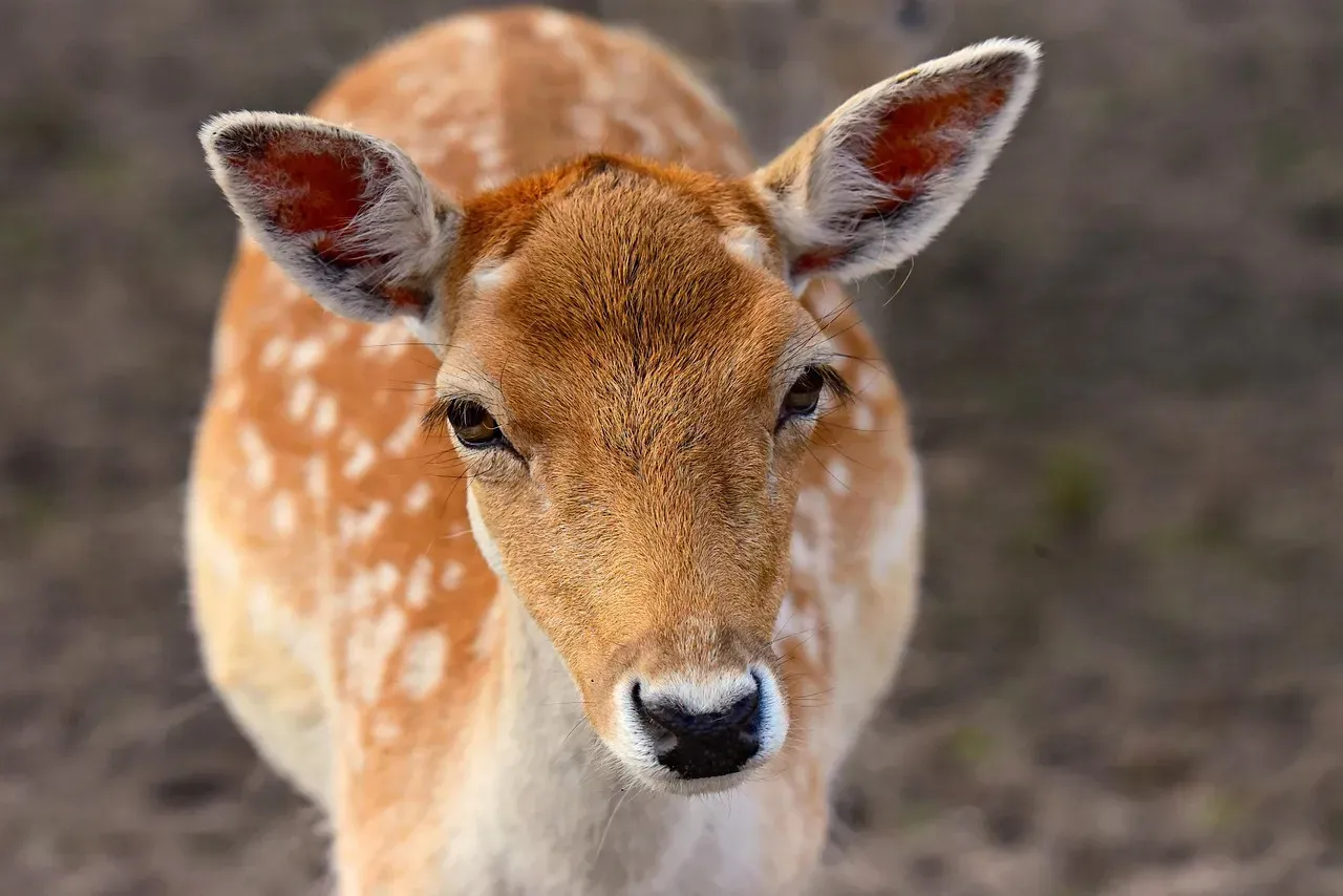June: The Graceful Deer Spirit (Image Credits: Pixabay)