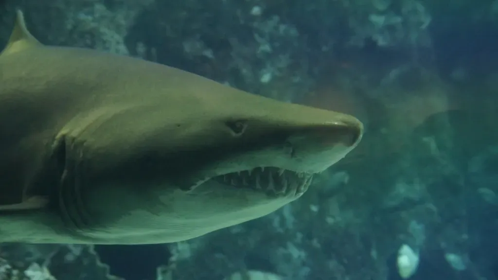 Leo: The Tiger Shark (Image Credits: Rawpixel)