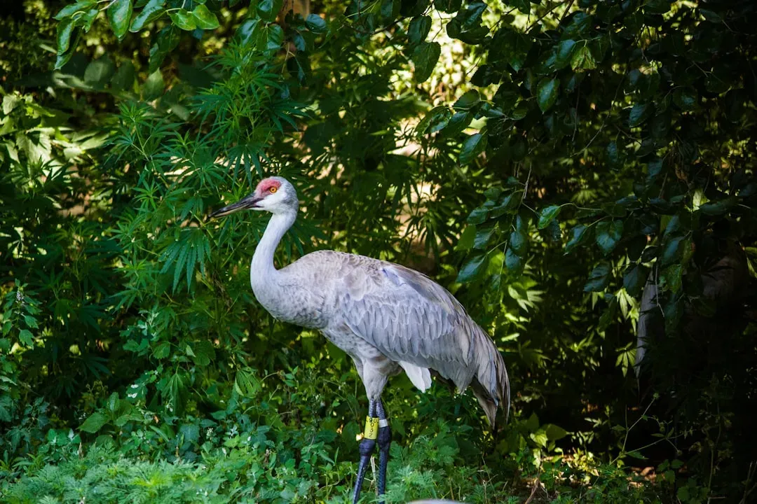 The Whooping Crane: Fifteen Birds. The Entire Future of a Species (Image Credits: Unsplash)