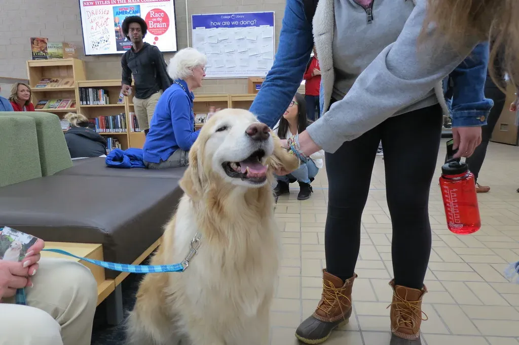 Leo and the Golden Retriever (Image Credits: Flickr)