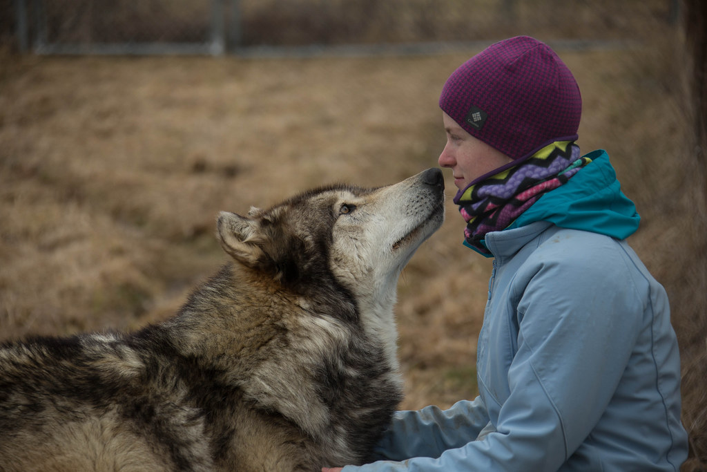 The Role of Early Socialization in Wolf Memory Formation (Image Credits: Flickr)