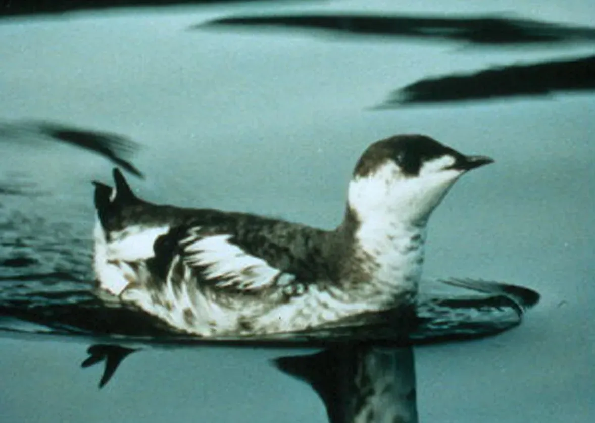 Marbled Murrelet: The Ocean Bird's Redwood Nest (Image Credits: Wikimedia)