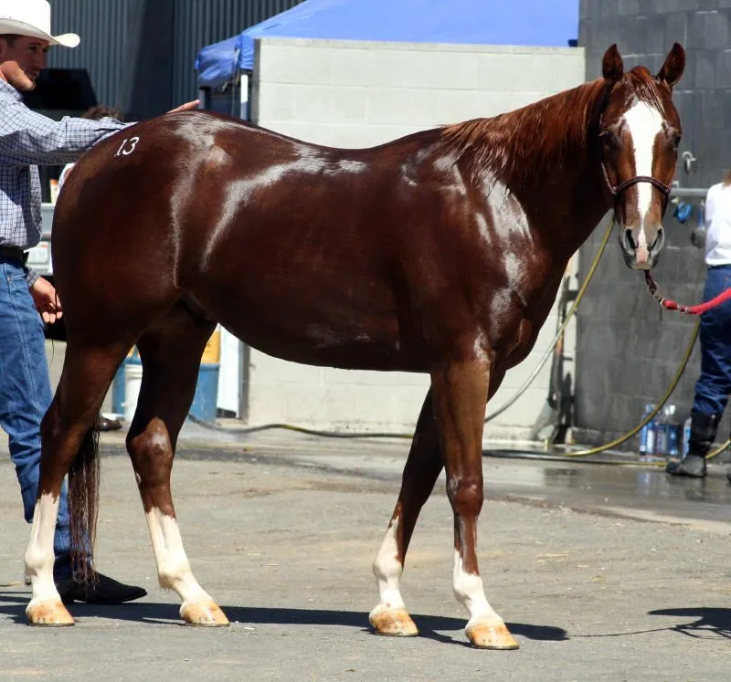 5. American Quarter Horses: Laid-Back, Until They&rsquo;re Not (Just chaos, Flickr, CC BY 2.0)