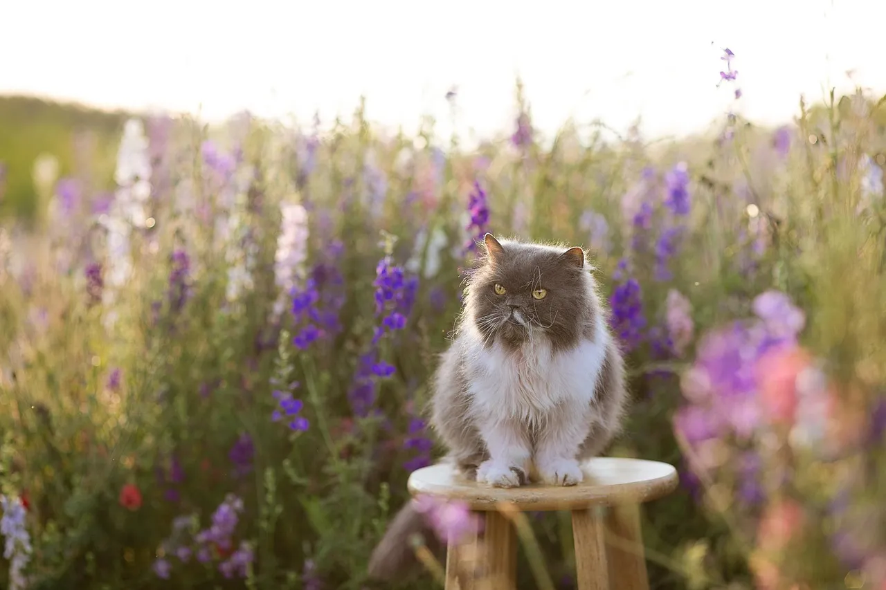 #2 - Persian (Image Credits: Pixabay)