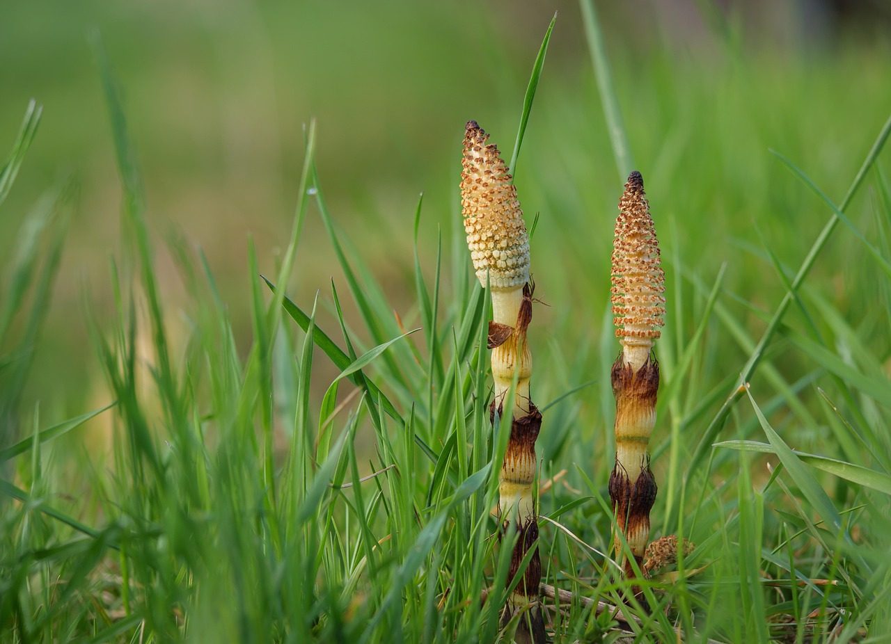 Horsetail - The Vitamin Thief (Image Credits: Pixabay)