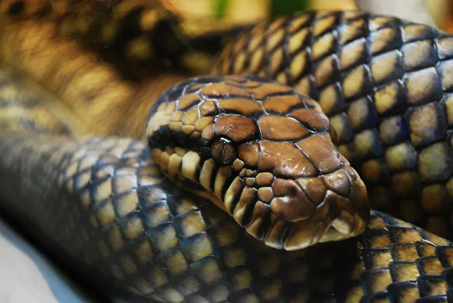 Gemini: The Basilisk (Image Credits: Flickr)