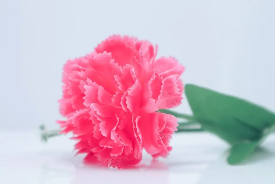 Sagittarius (November 22 – December 21): Carnation (Image Credits: Pexels)