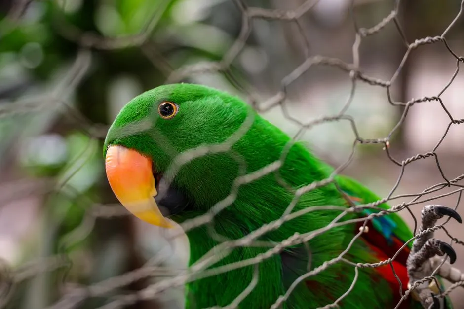 #5 Parrots: The Feathered Linguists (Image Credits: Pexels)
