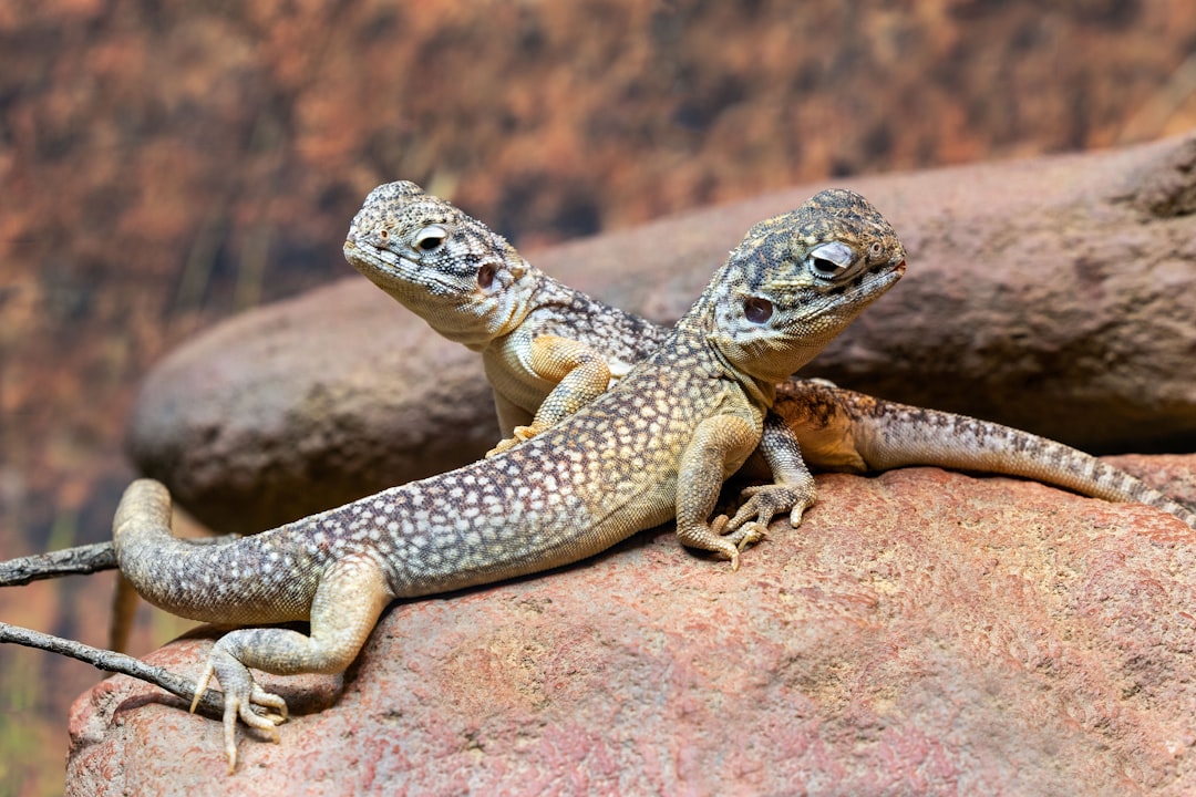 Libra - The Harmonious Shingleback Lizard (Image Credits: Unsplash)
