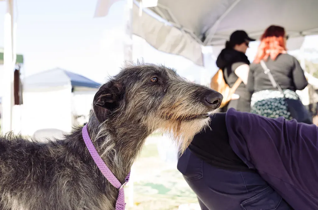 13. Scottish Deerhound - Majestic and Magnificently Shaggy (VirtualWolf, Flickr, CC BY-SA 2.0)