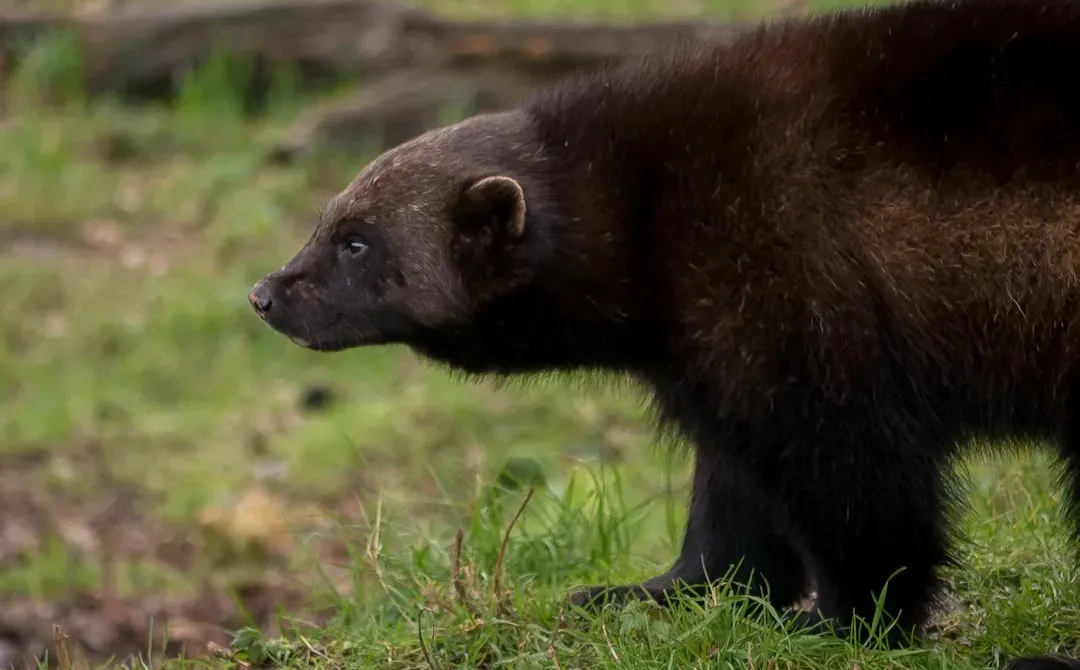 The Wolverine: Nature's Relentless Survivor (Image Credits: Unsplash)