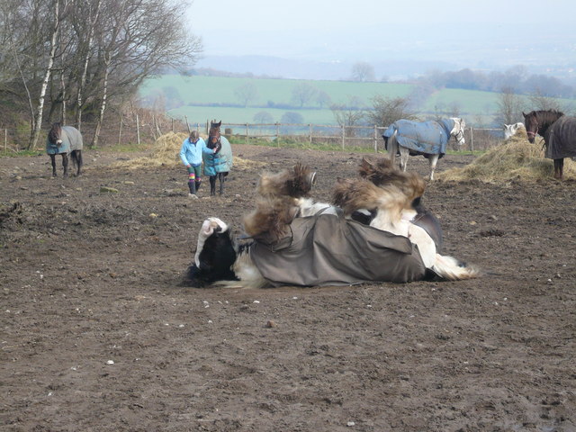 The Ultimate Itch Relief (Image Credits: Wikimedia)