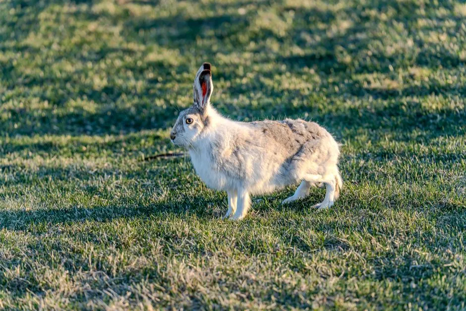 7. Outrunning Predators: Speed, Zigzags, and Split-Second Choices (Image Credits: Pexels)