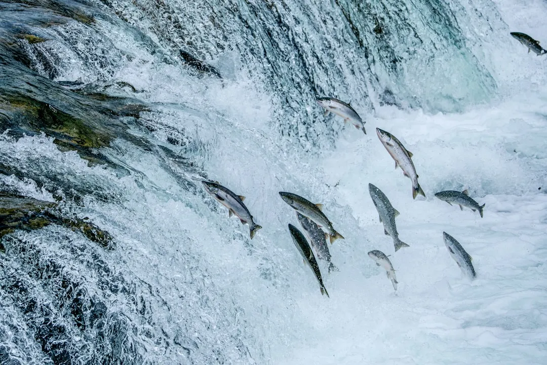 Salmon: River Runners (Image Credits: Unsplash)