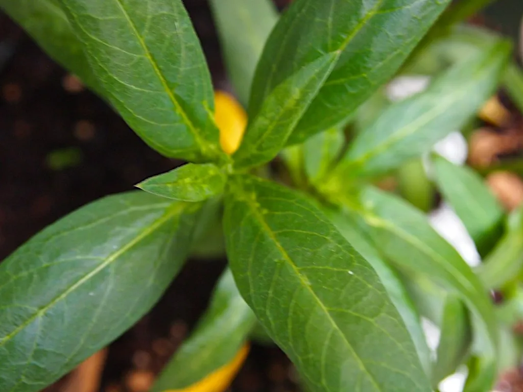 10. Common Milkweed (Asclepias syriaca): The Big-Leaf Habitat Engine (Pussreboots, Flickr, CC BY 2.0)