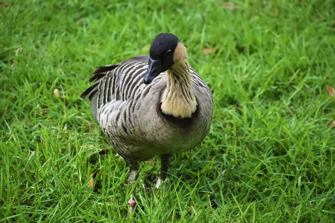 8. Nēnē - The Hawaiian Goose (Image Credits: Pixabay)
