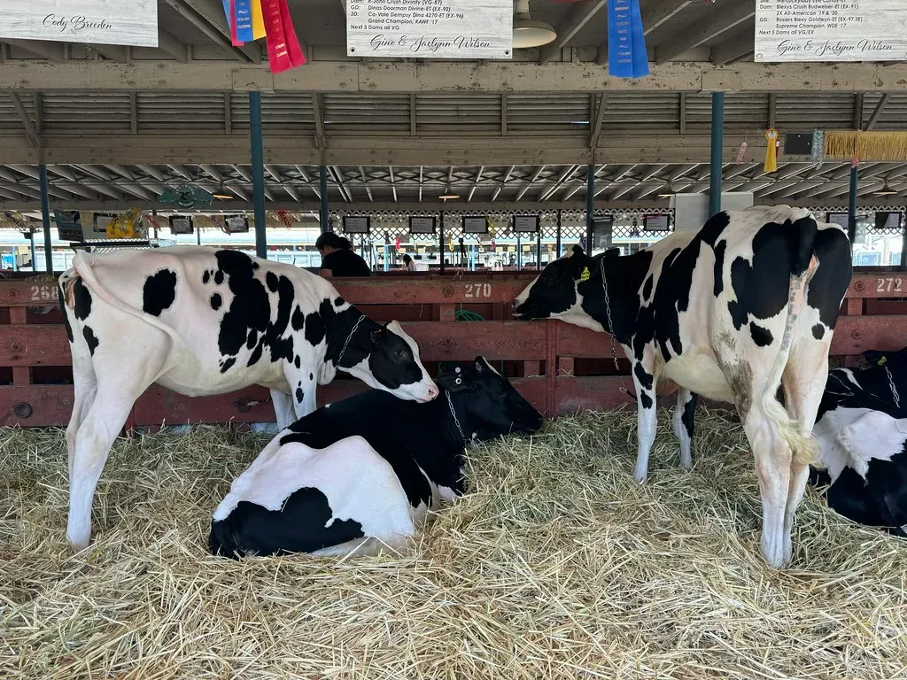 California's Dairy Dominance (Image Credits: Flickr)