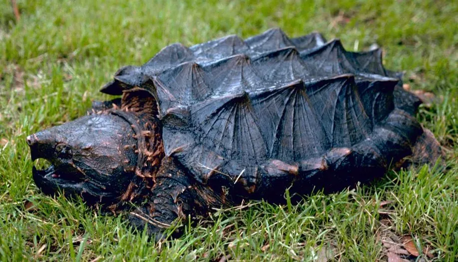They're Facing Serious Conservation Challenges (Image Credits: Wikimedia)