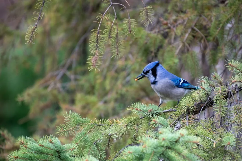 Human Impact on Blue Jay Alarm Behavior (Image Credits: Pexels)