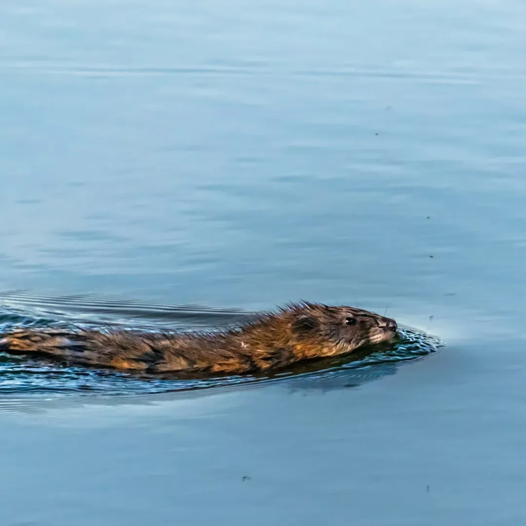Their Diving Ability Rivals Purpose-Built Aquatic Animals (Image Credits: Unsplash)