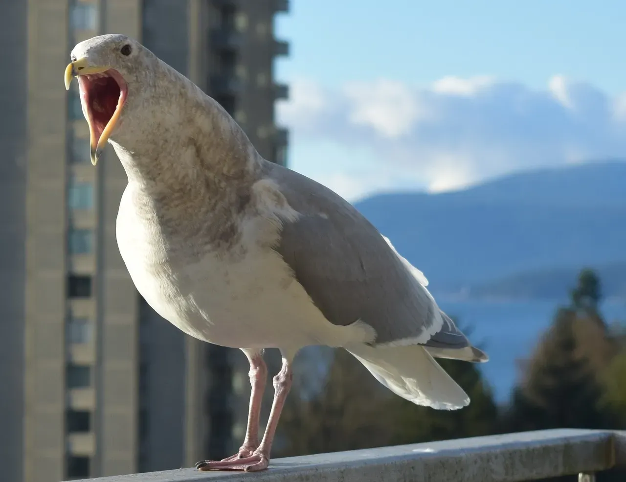 The Legends: Famous Talking Birds and What They Revealed (Image Credits: Pixabay)
