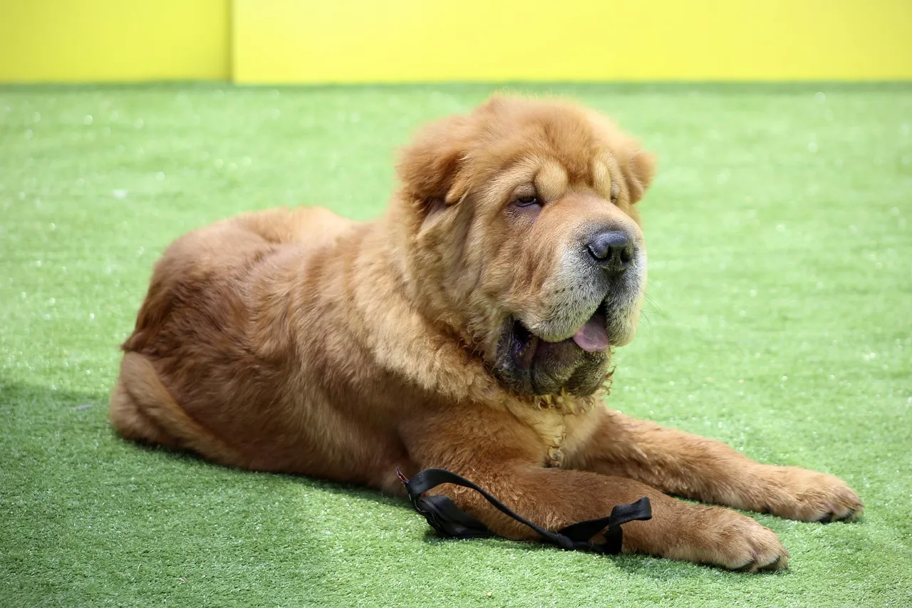 #9 - Shar-Peis and "Difficult to Read" Guard Breeds (Image Credits: Pixabay)